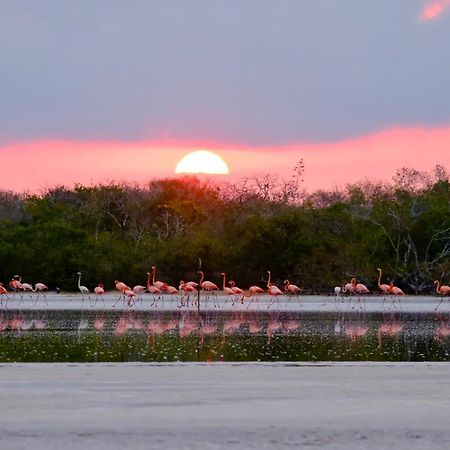 Playa 55 Beach Escape - Adults Only Guesthouse Celestun Extérieur photo
