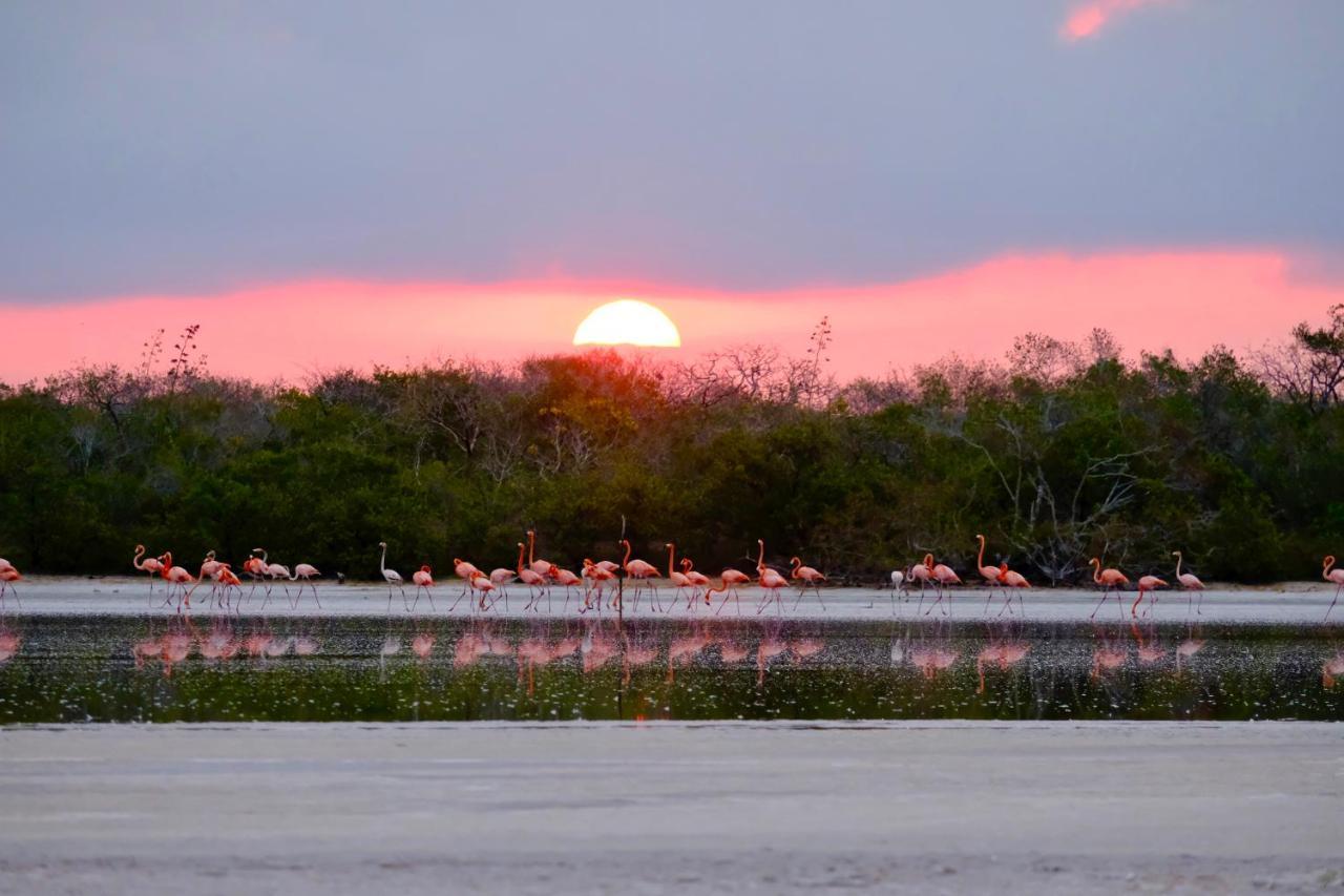 Playa 55 Beach Escape - Adults Only Guesthouse Celestun Extérieur photo